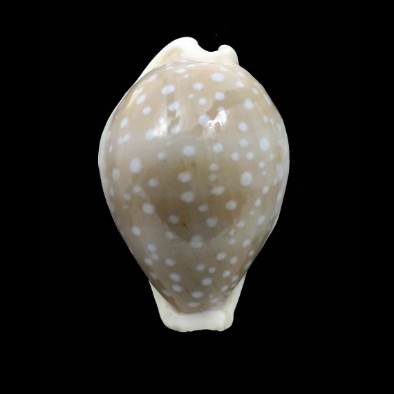 camelopardalis 65,0mm