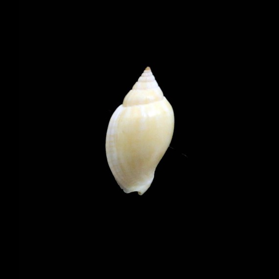 deliciosa owensis 27,0mm