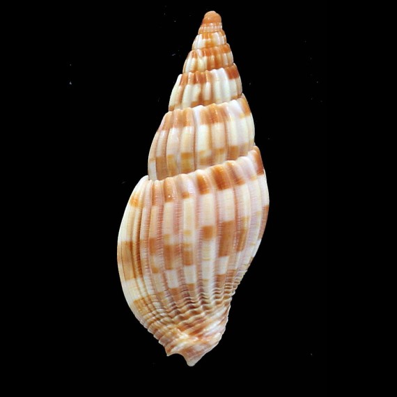 grangei 55,0mm