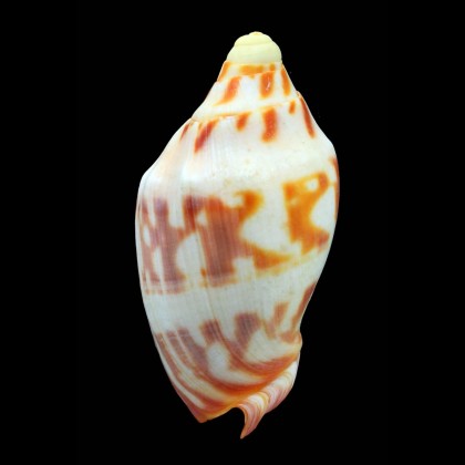 deshayesi 71,5mm