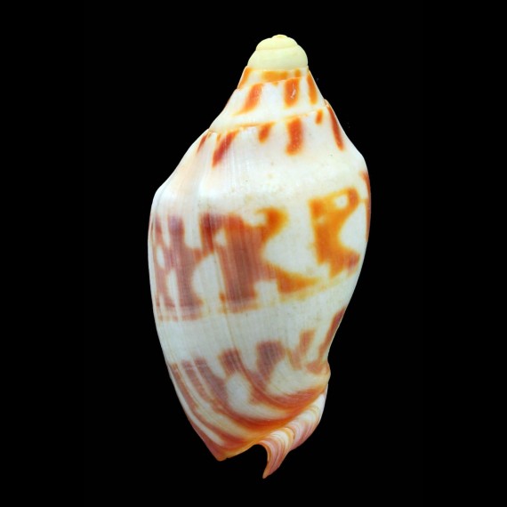 deshayesi 71,5mm
