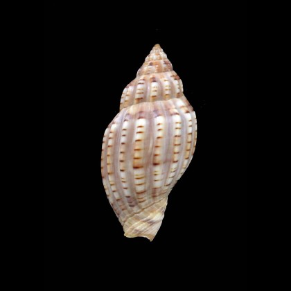 beaui archeri 41,0mm
