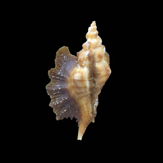macroptera 54,0mm BIG