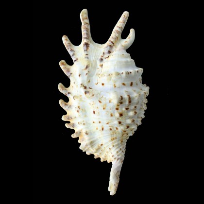 violacea 124,0mm BIG