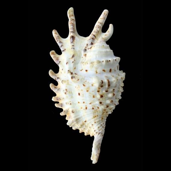 violacea 124,0mm BIG