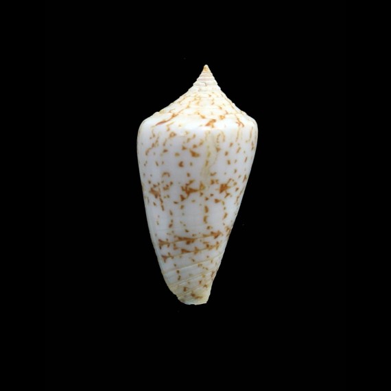 iodostoma 40,0mm BIG