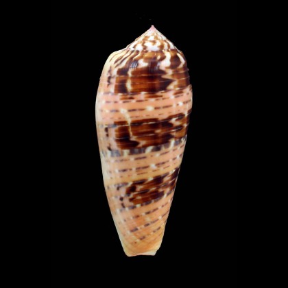 dusaveli 78,0mm DARK