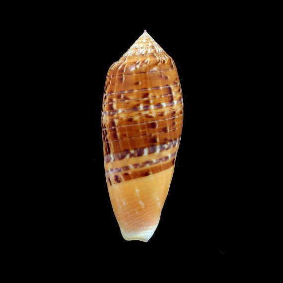 dusaveli 81,0mm