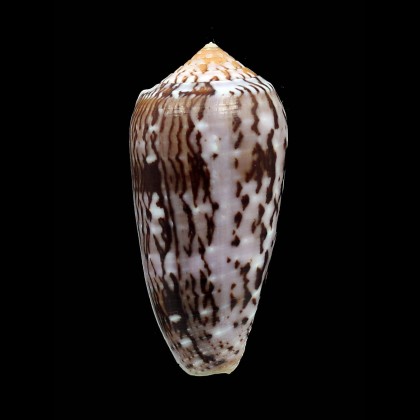 floccatus 67,3mm