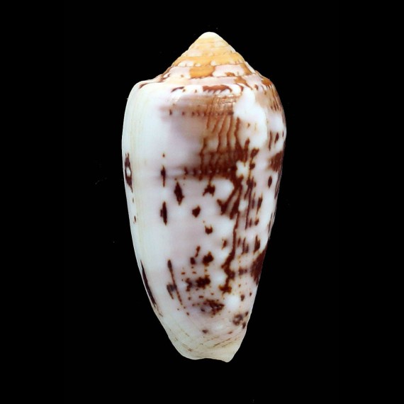 floccatus 59,5mm SOLOMON