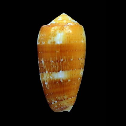 floccatus magdalenae 53,3mm