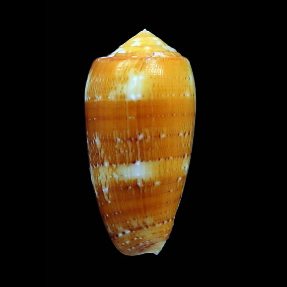 floccatus magdalenae 53,3mm