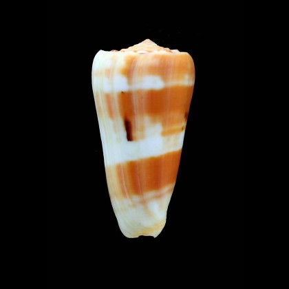 aliwalensis 73,0mm