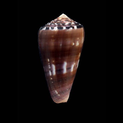 gauguini 60,5mm SPLENDID