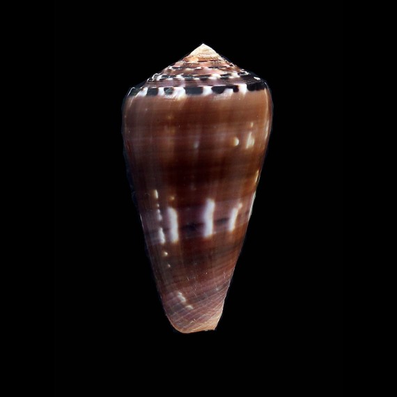 gauguini 60,5mm SPLENDID