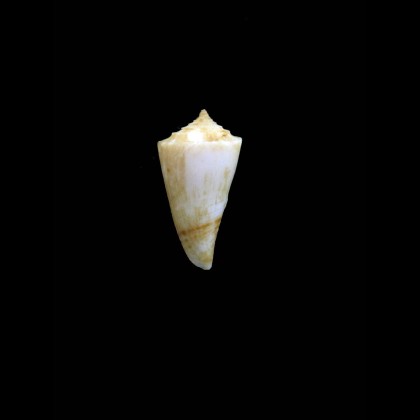 boucheti 18,0mm