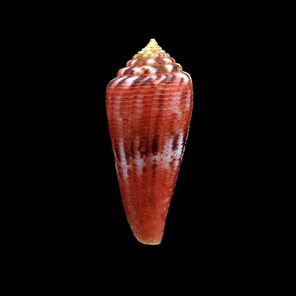 granulatus 36,0mm SPLENDID