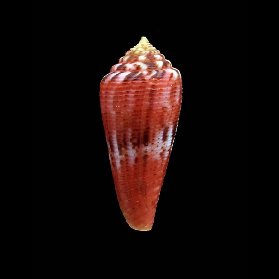 granulatus 36,0mm SPLENDID