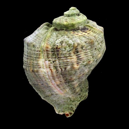 venosa 95,0mm