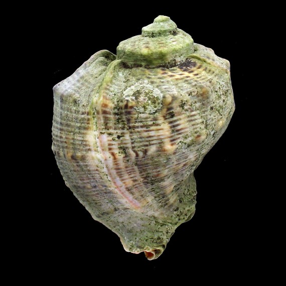venosa 95,0mm