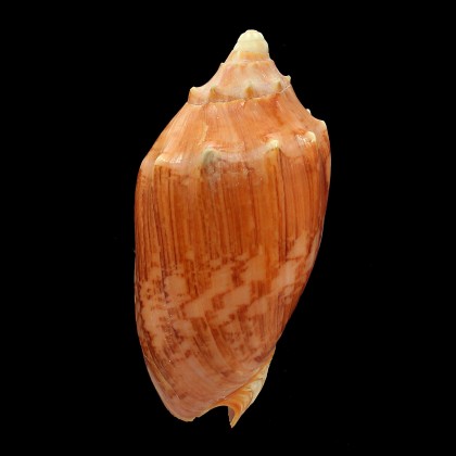 vespertilio augustinensis 106,0mm