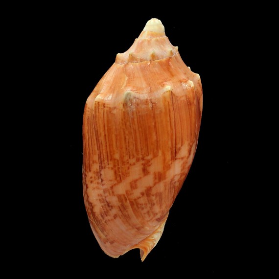 vespertilio augustinensis 106,0mm