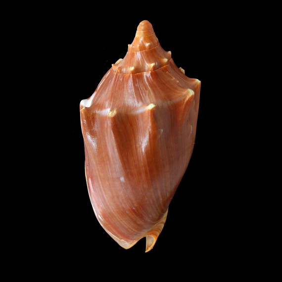 aulica 128,0mm
