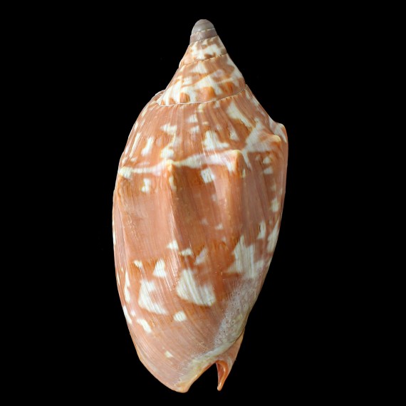 aulica 143,0mm BIG