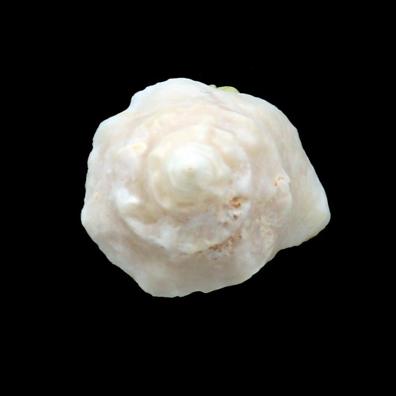 pileola 30,0mm