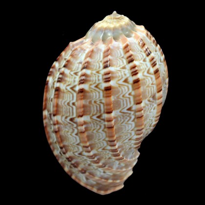 cabriti 84,0mm