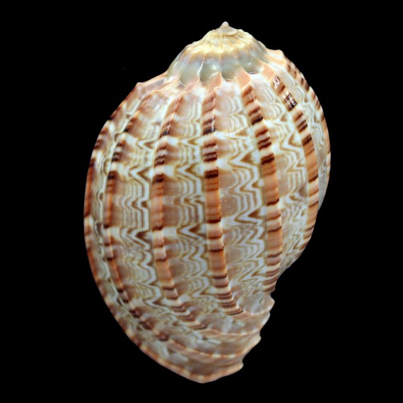 cabriti 84,0mm