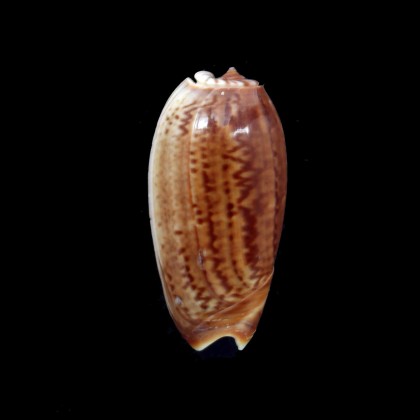 vidua 51,0mm