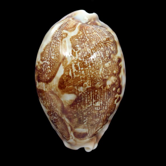 mappa viridis eluceta 75,0mm