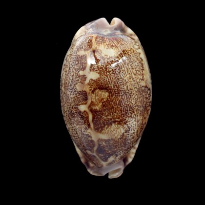 rosea ultraviola 75,0mm