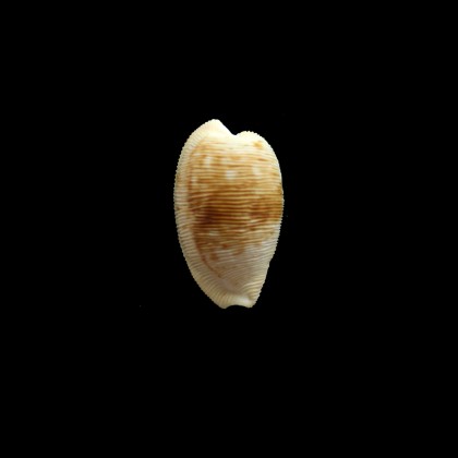 capensis 28,0mm