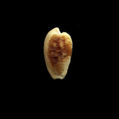 capensis 28,5mm