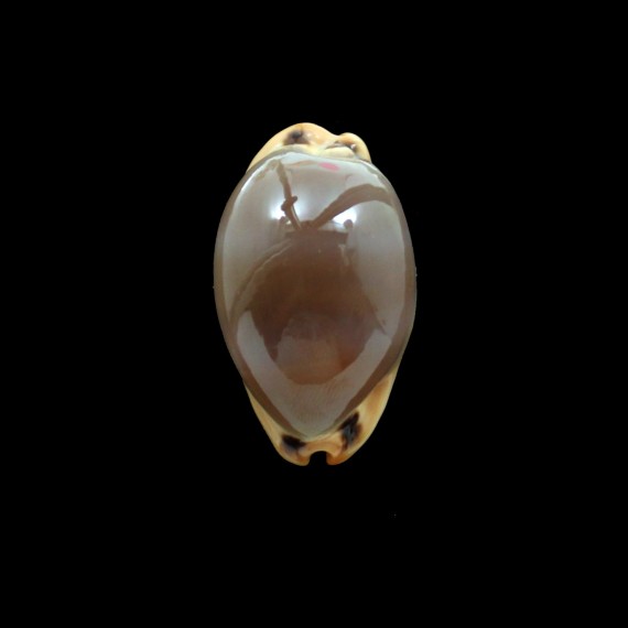 lurida pulchroides 37,0mm