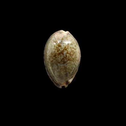 vredenburghi 32,0mm BIG