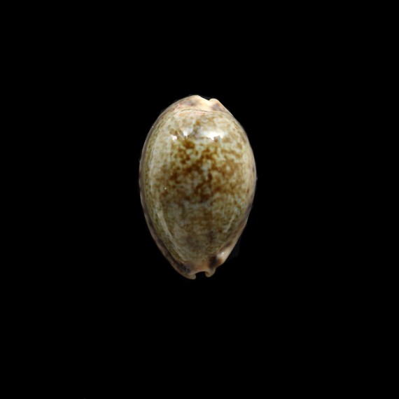 vredenburghi 32,0mm BIG