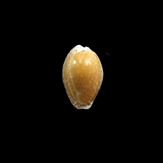 spurca acicularis 25,0mm