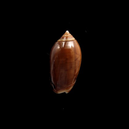 peruviana castanea 32,0mm