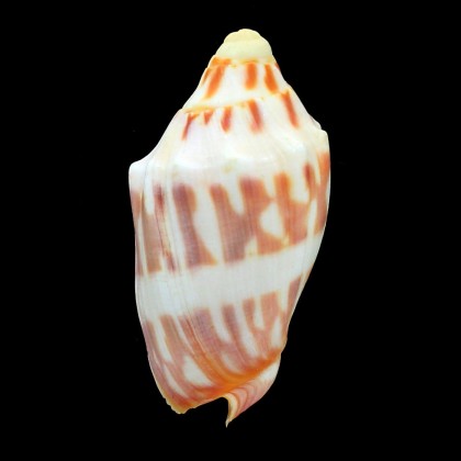 deshayesi 67,0mm