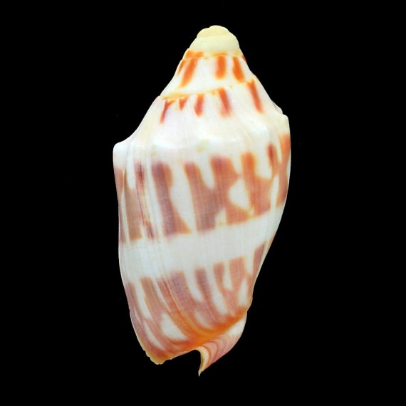 deshayesi 67,0mm