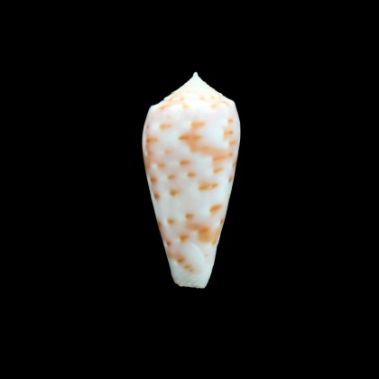 timorensis 34,0mm