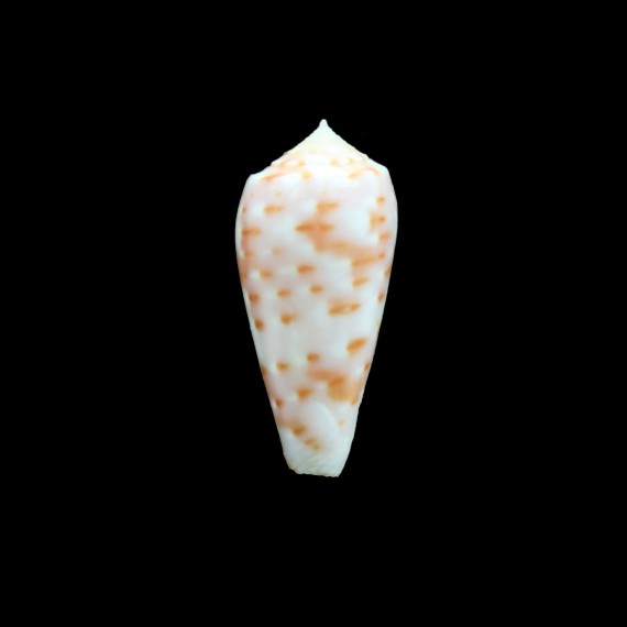 timorensis 34,0mm