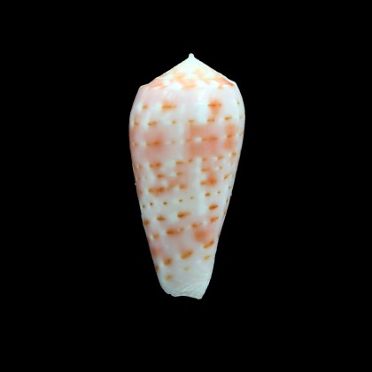 timorensis 35,0mm