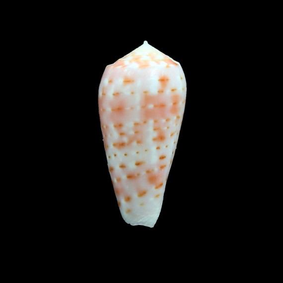 timorensis 35,0mm