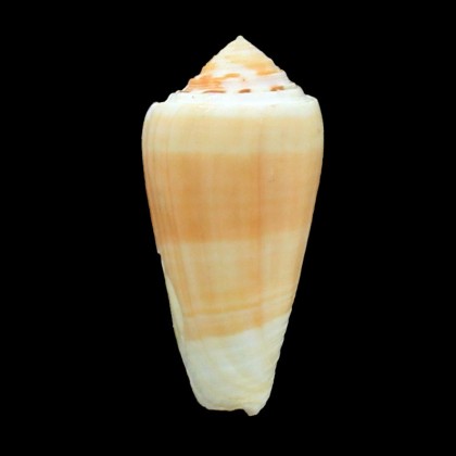 jeanduvali 53,0mm