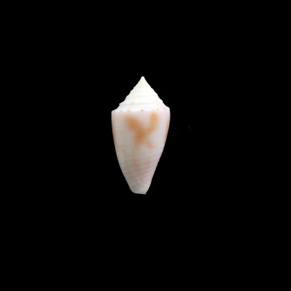 mindana 22,0mm