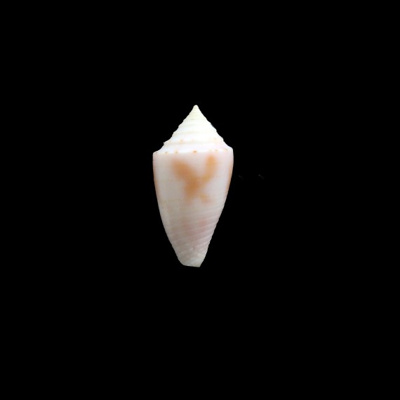 mindana 22,0mm